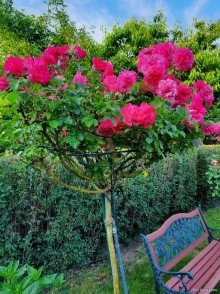 Gartenanlage Wohntraum am Naturschutzgebiet